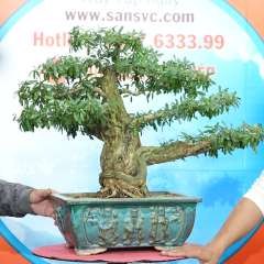 Cây Linh Sam [Cao 48cm, Rộng 66cm, Sâu 42cm, Vanh 39cm] || SVC.00742