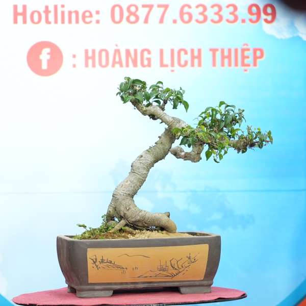 Cây Sanh Nam Điền [Cao 33cm, Rộng 38cm, Sâu 25cm] || SVC.00739 - 0