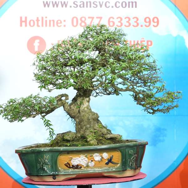 Cây Mai Chiếu Thuỷ [Cao 45cm, Rộng 70cm, Sâu 43cm, Vanh 36cm] || SVC.00740