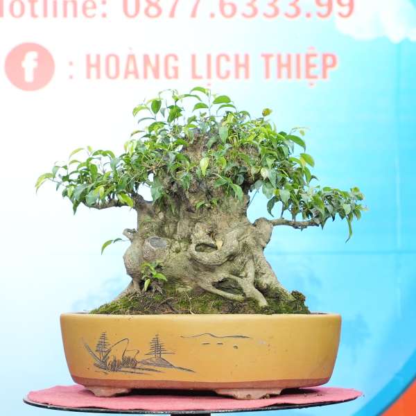 Cây Sanh Nam Điền [Cao 35cm, Rộng 40cm, Sâu 30cm, Vanh 30cm] || SVC.00768 - 0