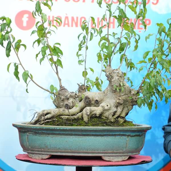 Cây Sanh Nam Điền [Cao 22cm, Rộng 36cm, Sâu 20cm, Vanh 34cm] || SVC.00759 - 0