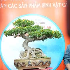 Cây Sanh Nam Điền [Cao 55cm, Rộng 78cm, Sâu 56cm, Vanh 23cm] || SVC.00761