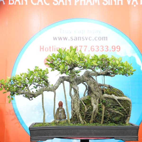 Cây Si Hải Vân [Cao 45cm, Rộng 83cm, Sâu 43cm, Vanh 20cm] || SVC.00764 - 0