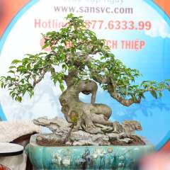 Cây Sanh Quê [Cao 60cm, Rộng 80cm, Sâu 50cm, Vanh 35cm] || SVC.00803