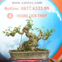 Cây Sanh Nam Điền [Cao 36cm, Rộng 55cm, Sâu 28cm, Vanh 38cm] || SVC.00805