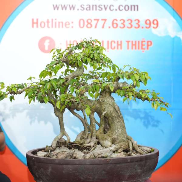 Cây Sanh Quê [Cao 45cm, Rộng 75cm, Sâu 45cm] || SVC.00808 - 0