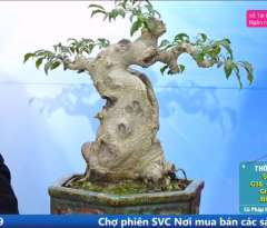 Cây Sanh Nam Điền [Cao 38cm, Rộng 40cm, Sâu 26cm, Vanh 40cm] || SVC.00859