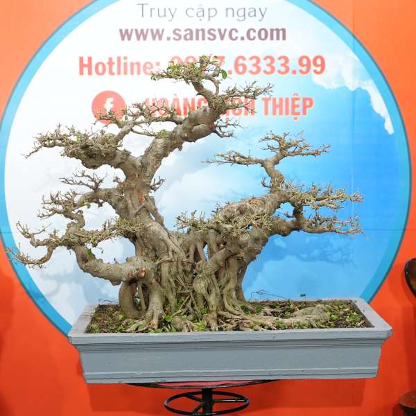 Cây Sanh Quê [Cao 62cm, Rộng 90cm, Sâu 66cm, Vanh 82cm] || SVC.00868