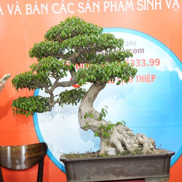 Cây Sanh Nam Điền [Cao 86cm, Rộng 80cm, Sâu 74cm, Vanh 42cm] || SVC.00871