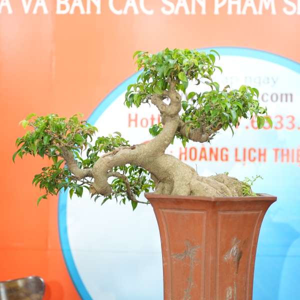 Cây Sanh Quê [Cao 45cm, Rộng 70cm, Sâu 60cm, Vanh 31cm] || SVC.00880 - 0