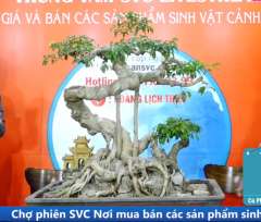 Cây Sanh Quê Ghép Nam Điền [Cao 90cm, Rộng 85cm, Sâu 52cm] || SVC.00908