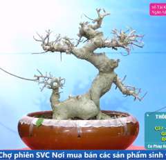 Cây Duối [Cao 27cm, Rộng 30cm, Sâu 25cm, Vanh 16cm] || SVC.00919