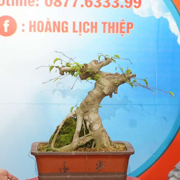 Cây Sanh Quê [Cao 36cm, Rộng 38cm, Sâu 20cm] || SVC.00959