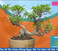 Cây Si Đài Loan [Cao 33cm, Rộng 52cm, Sâu 33cm, Vanh 20cm] || SVC.00963