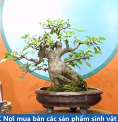 Cây Sung [Cao 48cm, Rộng 62cm, Sâu 57cm, Vanh 48cm] || SVC.00971